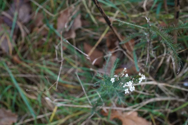 Gros Plan Bouquet Petites Fleurs Blanches Dans Environnement Naturel — Photo