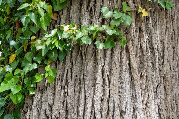 Крупный План Устаревшей Текстуры Ствола Дерева Зелеными Растениями Фона Текстуры — стоковое фото