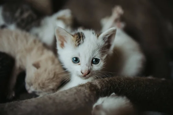 Eine Nahaufnahme Eines Süßen Weißen Kätzchens Mit Blauen Augen — Stockfoto