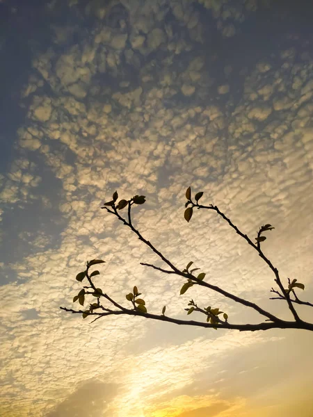 석양에 구름낀 하늘을 배경으로 나뭇가지에 잎들을 수직으로 — 스톡 사진