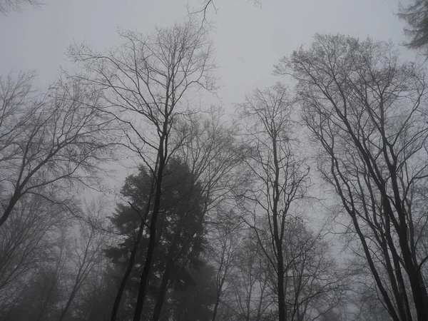 Низкоугольный Снимок Очаровательных Зимних Лесов Туманный День — стоковое фото