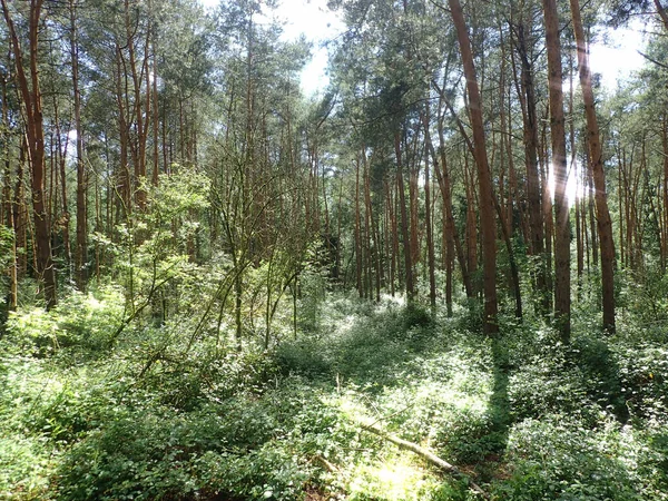 Närbild Skog Med Höga Träd Och Gröna Buskar Solig Dag — Stockfoto