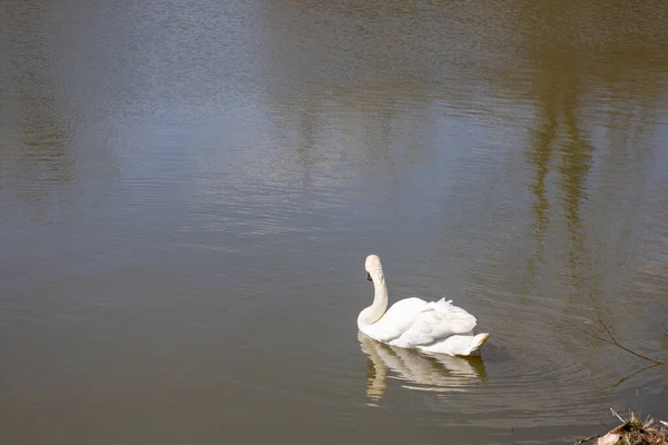Ein Schöner Weißer Schwan Schwimmt Einem See — Stockfoto