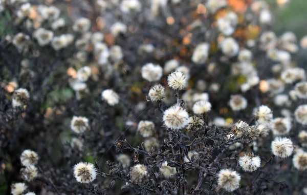 純白の野の花のクローズアップ — ストック写真