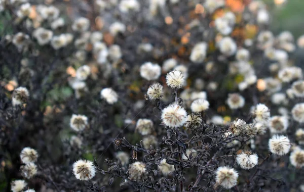 Detailní Záběr Trnité Bílé Divoké Květiny — Stock fotografie