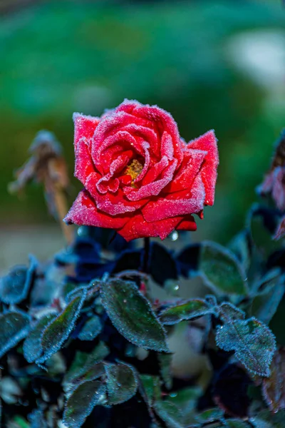 Вертикальный Крупный План Цветущей Красной Розы Капельками Росы — стоковое фото