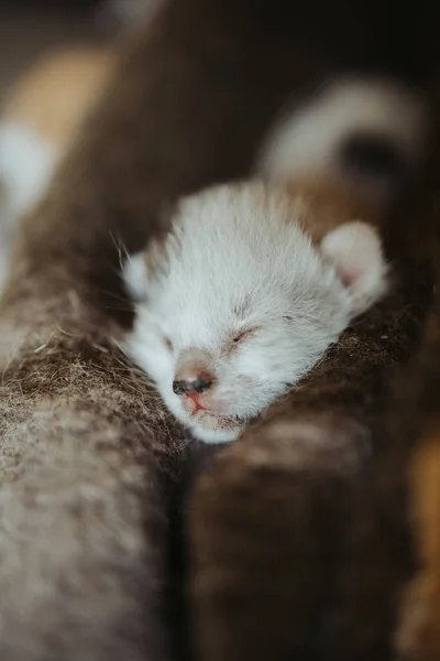 Een Close Shot Van Een Schattige Witte Baby Kitten Slapen — Stockfoto