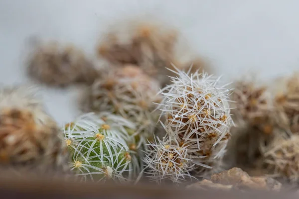 Selektivní Zaostření Náprstku Kaktusu Hrnci — Stock fotografie