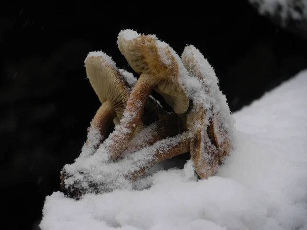Close Cogumelos Congelados Cobertos Neve Floresta — Fotografia de Stock