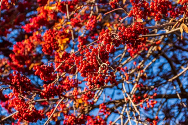 Closeup Shot Rowan Tree Blue Sky — Stock Photo, Image