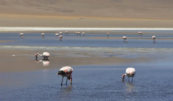 Bolíviai Laguna Verde Tóból Származó Rózsaszín Flamingók Ivóvíz Csoportja — Stock Fotó