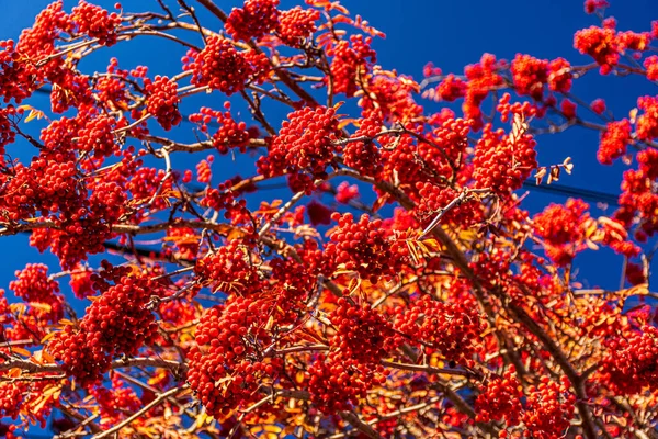 Tiro Perto Uma Árvore Rowan Sob Céu Azul — Fotografia de Stock