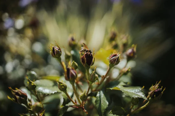 Primer Plano Muchos Capullos Rosa Con Fondo Borroso — Foto de Stock