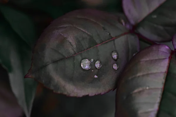 Vertikal Bild Mörklila Rosenblad Med Vattendroppar Mot Suddig Bakgrund — Stockfoto