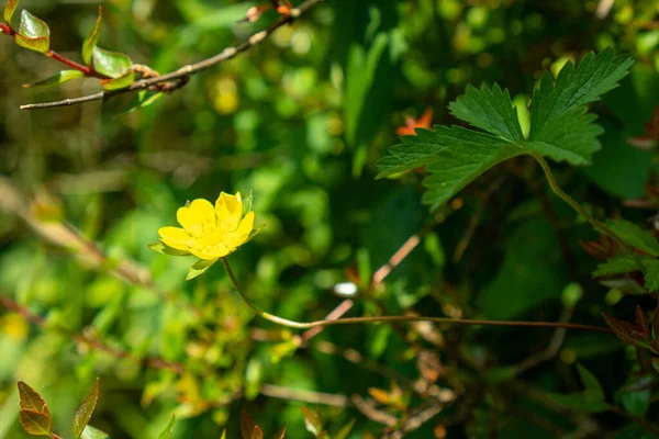 Gros Plan Une Petite Fleur Jaune Dans Environnement Naturel — Photo