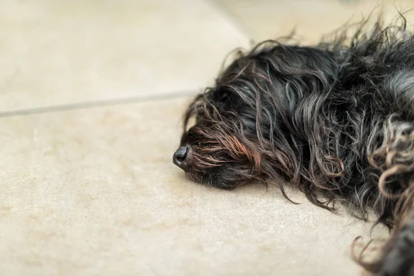 Tiro Perto Cão Preto Deitado Chão — Fotografia de Stock