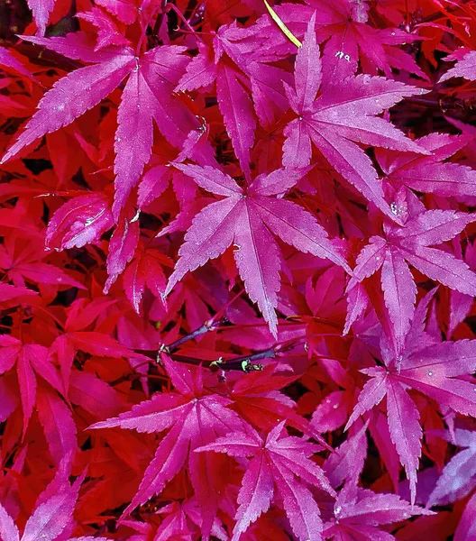 Вертикальный Снимок Поверхности Наполненный Невероятно Красивыми Красными Фиолетовыми Листьями — стоковое фото