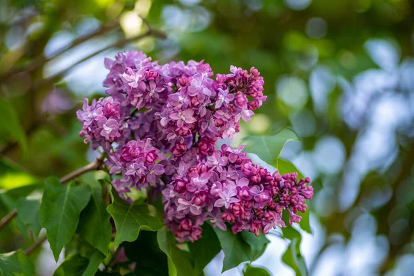 Focus Selettivo Fiori Lilla Viola Che Crescono Giardino Gli Sfondi — Foto Stock