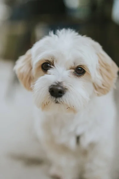 白いかわいいマルタの子犬の垂直ショット — ストック写真