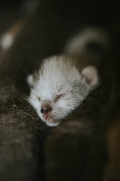 Egy Közelkép Egy Aranyos Fehér Kiscicáról Amint Alszik — Stock Fotó