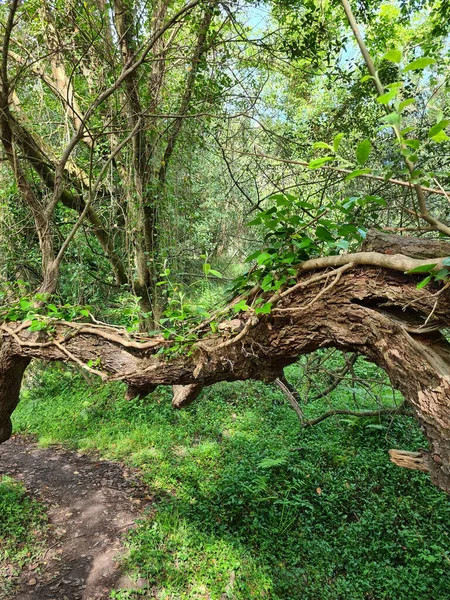 Veduta Panoramica Albero Con Foglie Verdi Una Natura Selvaggia Nelle — Foto Stock