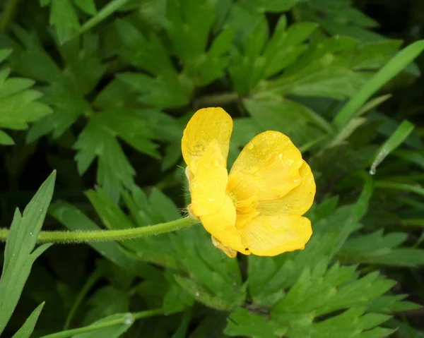 Beautiful View Yellow Flower Growing Wild Next Other Plants Forest — Stock Photo, Image