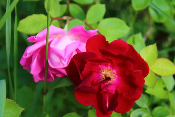 Une Mise Point Sélective Fleurs Rose Éclatantes Dans Jardin — Photo