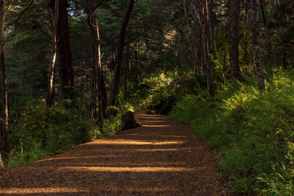 在阿根廷的森林里 一张美丽的小径照片 — 图库照片