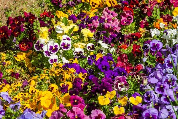 Hermoso Jardín Lleno Maricas Coloridas Día Soleado Primavera — Foto de Stock