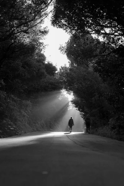 Emberek Sziluettjei Akik Erdőben Sétálnak Úton — Stock Fotó