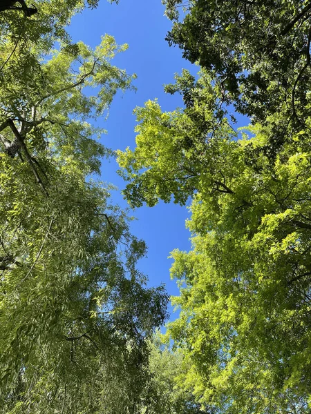 Bajo Ángulo Tiro Árboles Bajo Cielo Summ — Foto de Stock