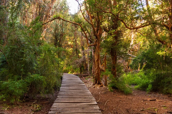 Piękne Ujęcie Drewnianego Szlaku Przez Las Argentynie — Zdjęcie stockowe