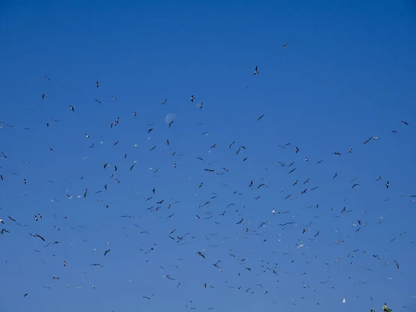 Зграя Літаючих Диких Птахів Ясне Блакитне Небо — стокове фото