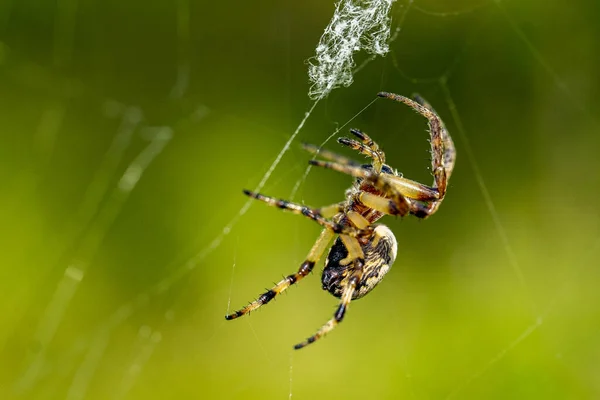Örümcek Ağındaki Örümceğin Yakın Plan Fotoğrafı — Stok fotoğraf