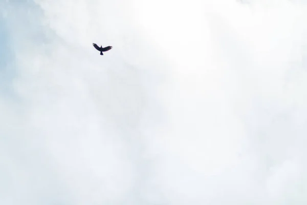Horisontell Bakgrund Fågel Flyger Högt Molnig Himmel — Stockfoto