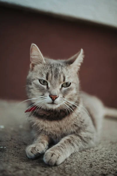 Roztomilá Domácí Šedá Kočka Ležící Zemi — Stock fotografie