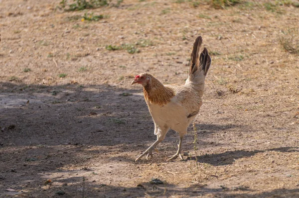 Kyckling Vandrar Runt Gård — Stockfoto