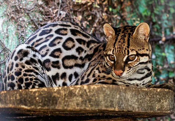 Close Shot Leopard — Stock Photo, Image