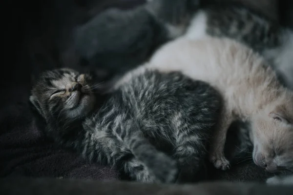 Tiro Close Gatinhos Bonitos Cinza Branco Bebê Dormindo — Fotografia de Stock