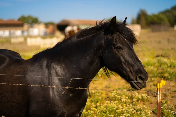 Portait Black Horse Twisted Wire Fence Sunny Farm — Stock Photo, Image