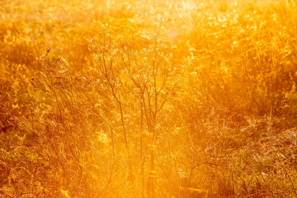 Hermoso Bosque Con Árboles Densos Atardecer Ambiente Verde —  Fotos de Stock