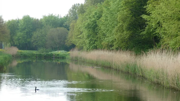 Une Belle Vue Sur Eau Entourée Herbe Champ Par Une — Photo