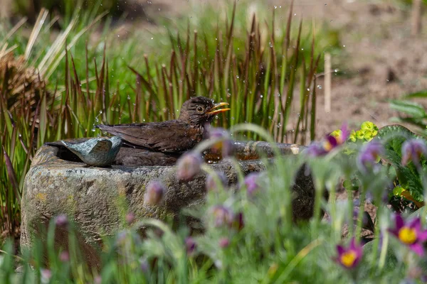 Blackbird Taking Bath Birdbath — Stock Photo, Image