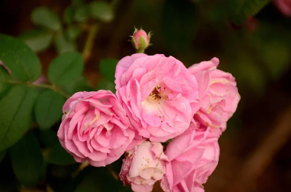 Měkké Ohnisko Kytek Růžové Růže Proti Rozmazané Zeleni Zahradě — Stock fotografie