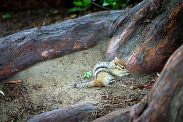 Closeup Shot Chipmunk Snacking — Stock Photo, Image