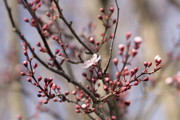 Lkbaharda Pembe Erik Çiçeklerinin Seçici Odak Noktası — Stok fotoğraf