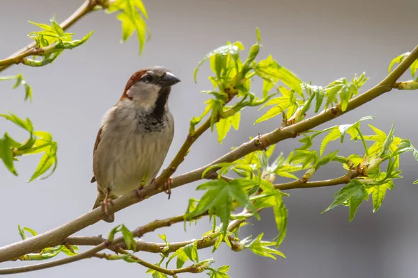 Ein Haussperling Passer Domesticus Hockt Auf Einem Zweig Mit Grünen — Stockfoto