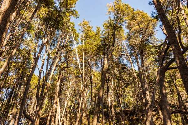 Ένα Όμορφο Δάσος Ψηλά Δέντρα Στην Αργεντινή — Φωτογραφία Αρχείου