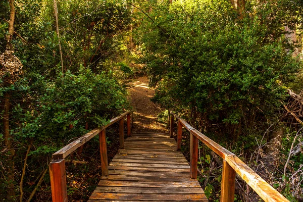 Sentiero Legno Attraverso Una Bellissima Foresta Argentina — Foto Stock