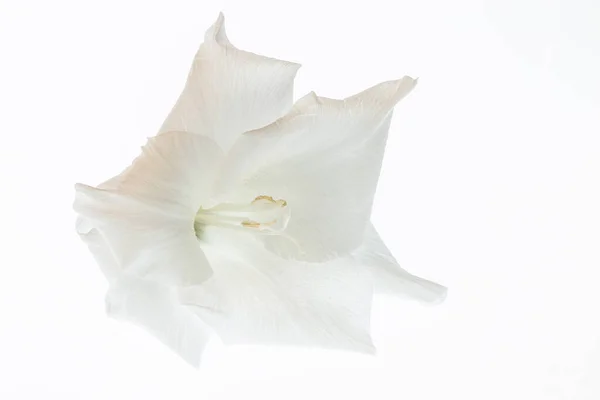 Una Flor Blanca Gladiolo Fondo Blanco — Foto de Stock